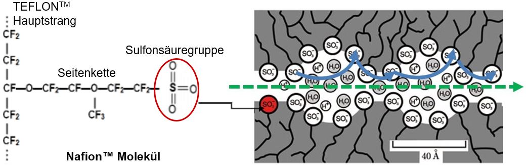 Abbildung 3: Prinzip der Membranzusammensetzung und des Protonentransports